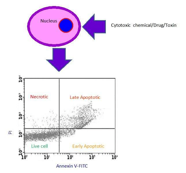 3.4: Different Cytotoxicity Assays - Chemistry LibreTexts